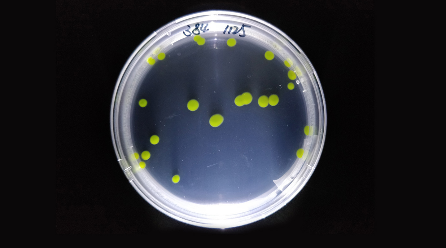 原綠球藻（<em>Prochlorococcus</em>）