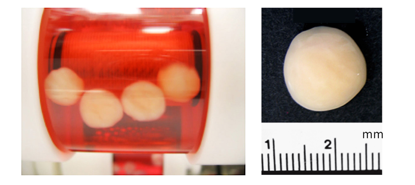 <em>Picture 3 (left): </em> Horizontal axis rotating bioreactor to culture 3D engineered tissues
<br><em>Picture 4 (right): </em>Engineered cartilage
