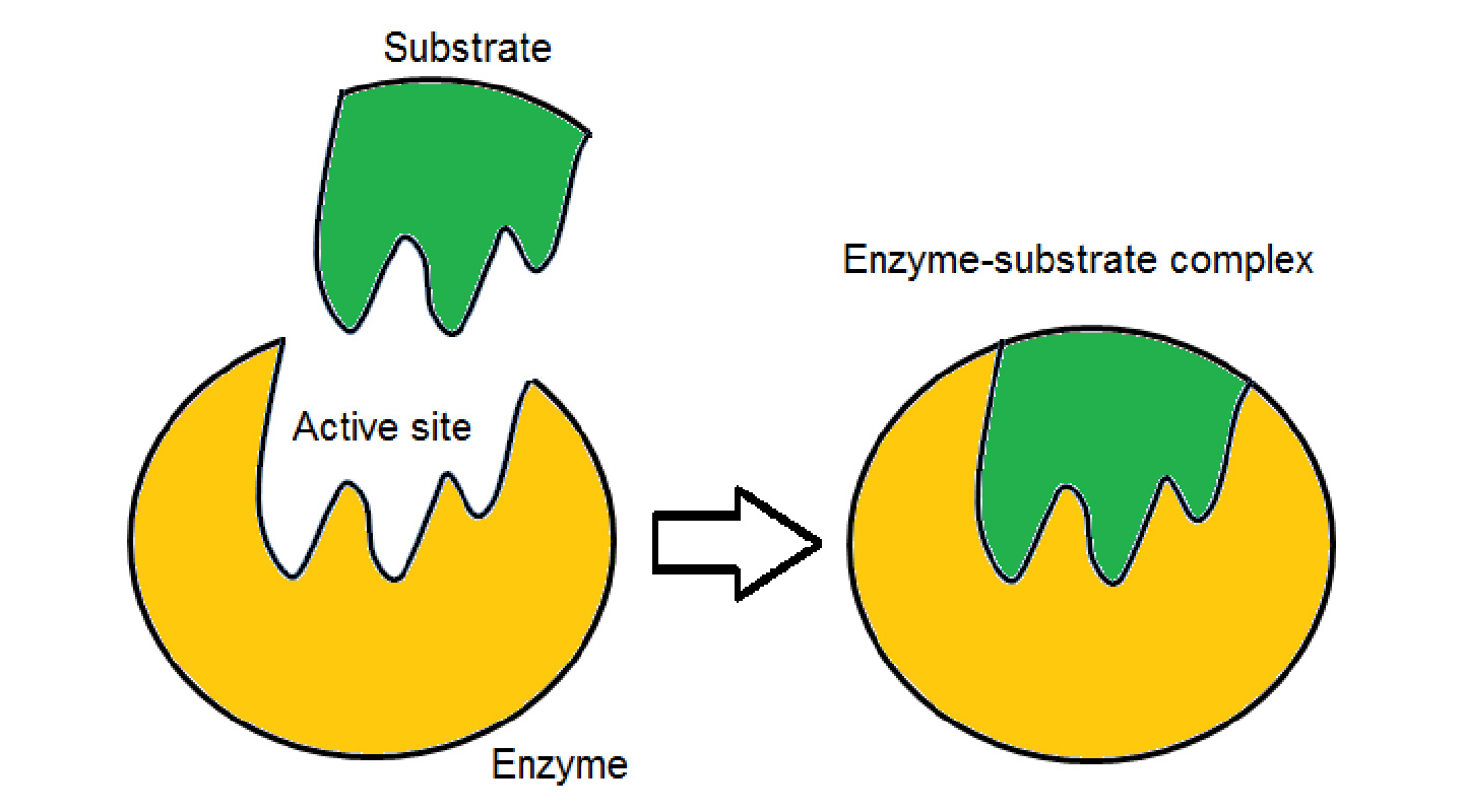 Figure 2: a biological substrate needs to be of the right symmetry in order to bind well to the active site of an enzyme to activate its function<br>
(Source: <a href="https://riasparklebiochemistry.wordpress.com/2013/03/31/reflection-14lock-key-vs-induced-fit-hypothesis/" target="_blank">https://riasparklebiochemistry.wordpress.com/2013/03/31/reflection-14lock-key-vs-induced-fit-hypothesis/</a>)