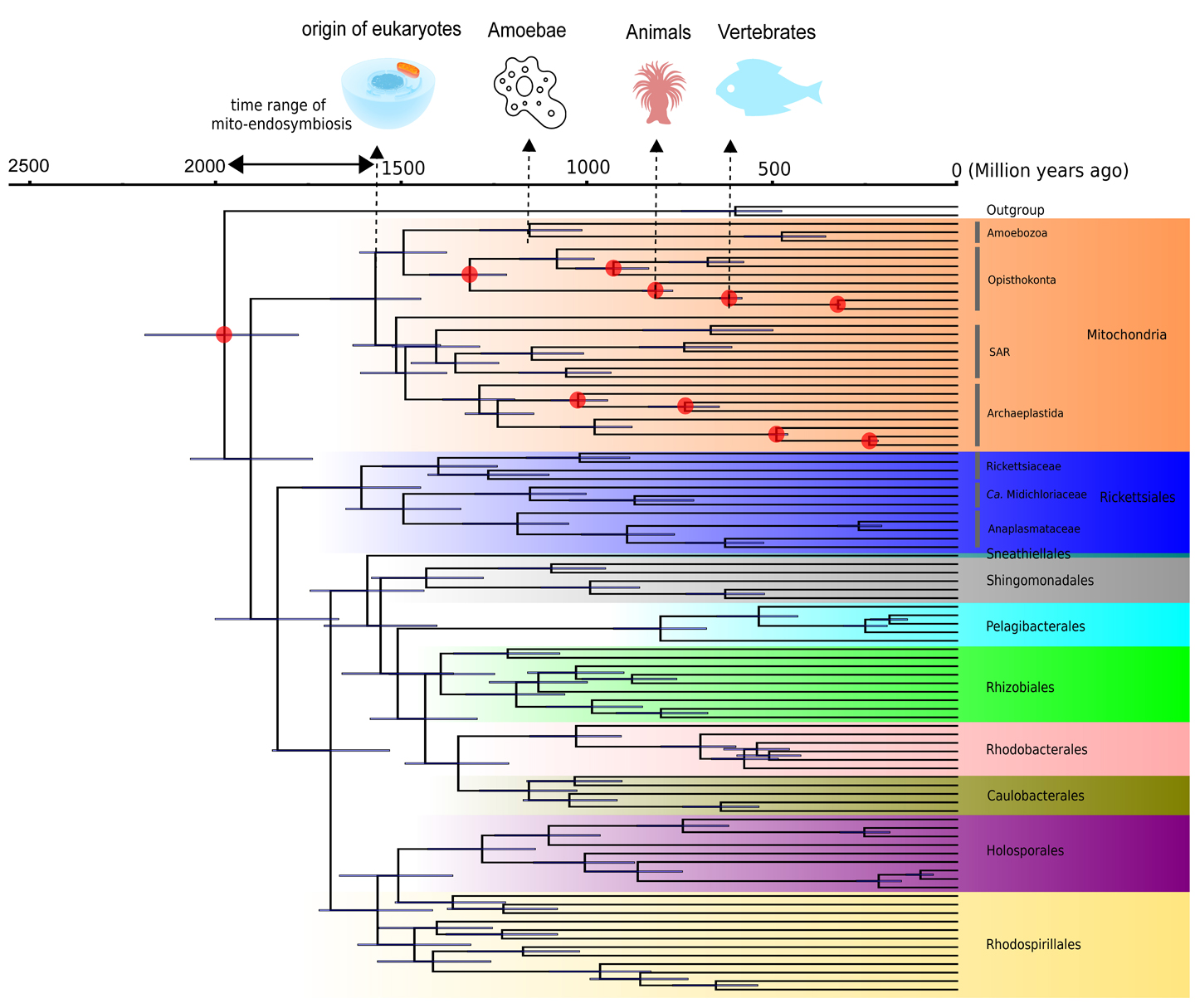 A phylogenetic tree showing the evolutionary relationships among alphaproteobacterial groups and mitochondria