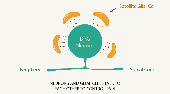 Neurons and glial cells talk to each other to control pain
