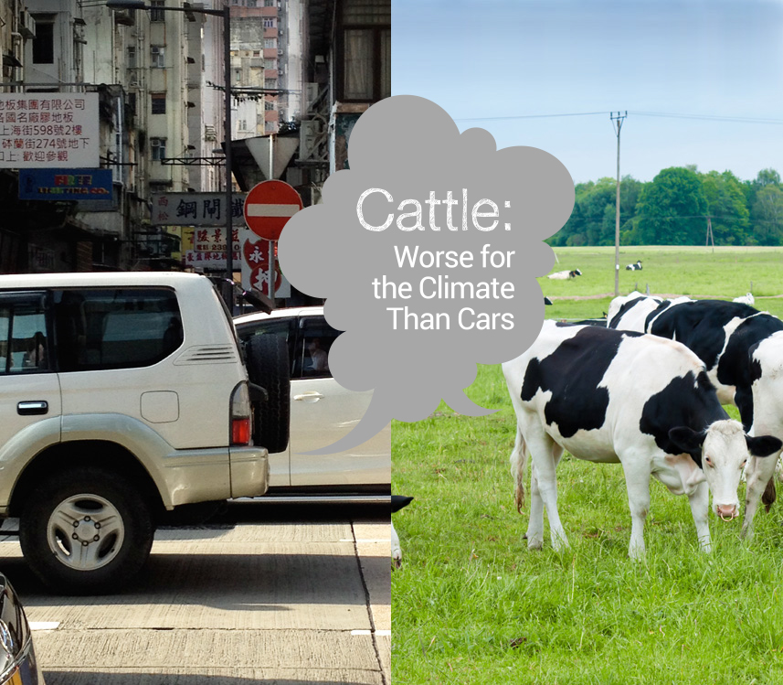 Cattle: Worse for the Climate Than Cars