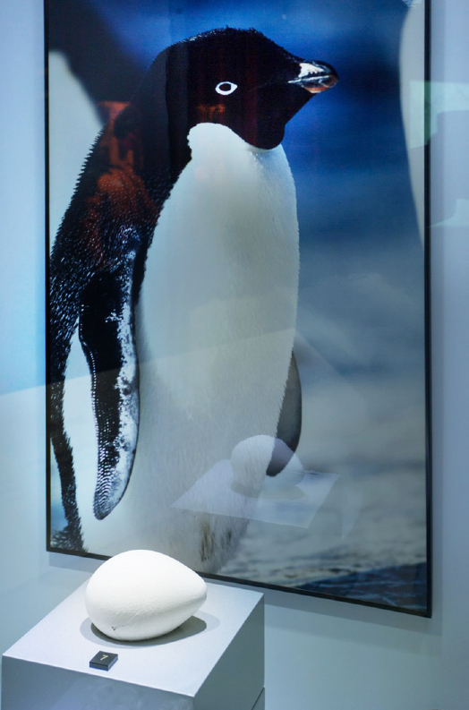 Penguin egg donated by Dr. Lee to the CUHK Museum of Climate Change (Photo by Keith Sin)
