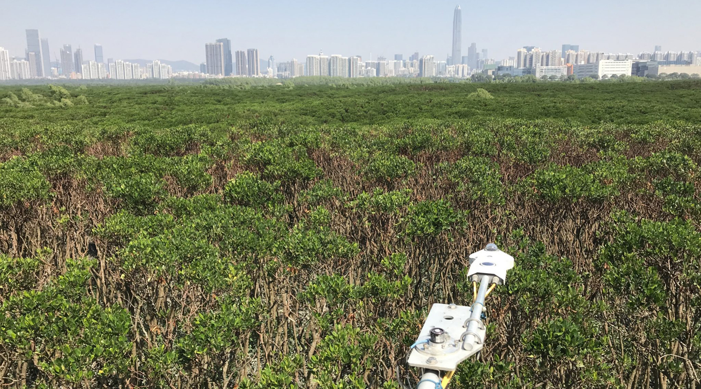 Mangroves are known to cool the climate by taking up carbon, but they also give off the powerful greenhouse gas methane, which can offset their climate benefit by more than 50% over a period of 20 years. With an Al algorithm known as the random forest, a team of CUHK and international researchers has identified soil temperatures and salinity as the main drivers of methane emission from a mangrove at the Mai Po Nature Reserve