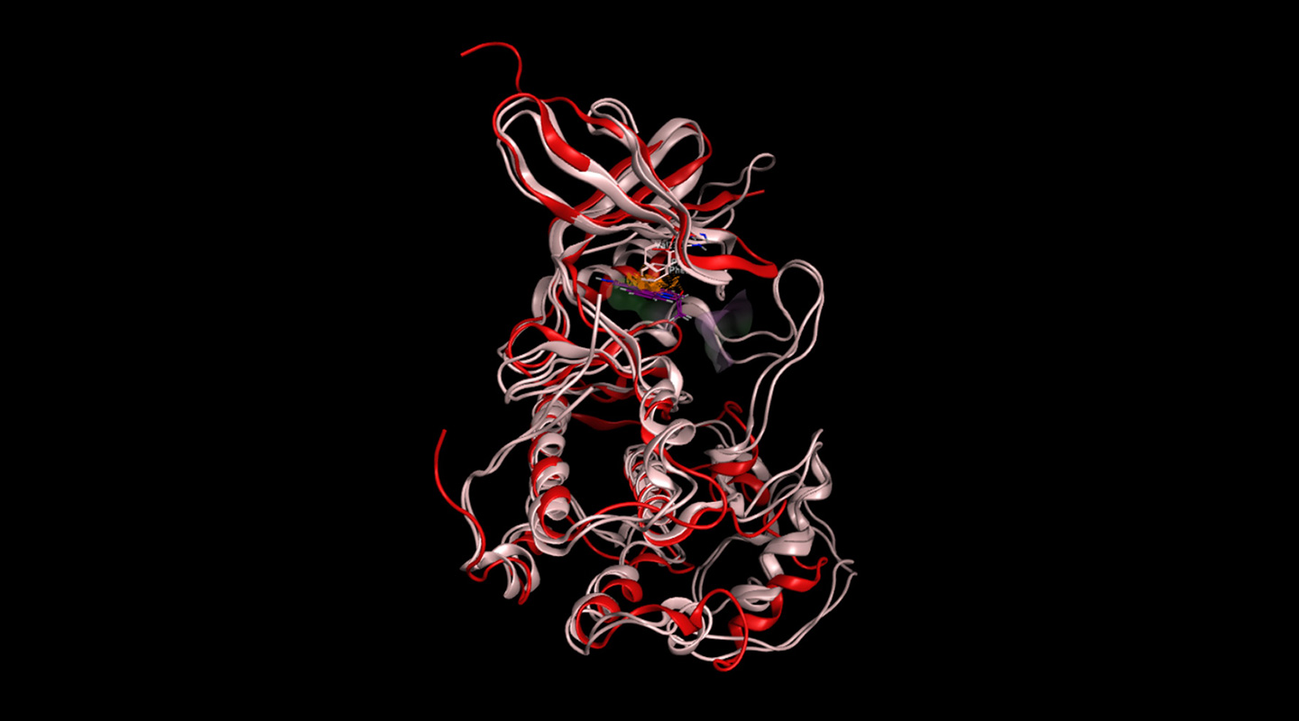 CCRK structure overlay with small molecule in kinase pocket. Professor Cheng is working closely with experts in chemistry and computer engineering to discover CCRK-targeted drugs