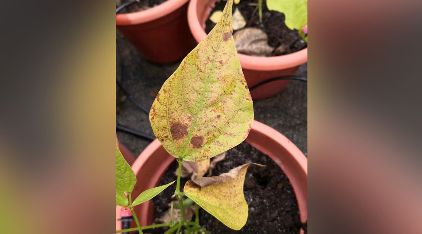 植物葉面遭受高濃度臭氧損害，出現較多的紅色斑點 