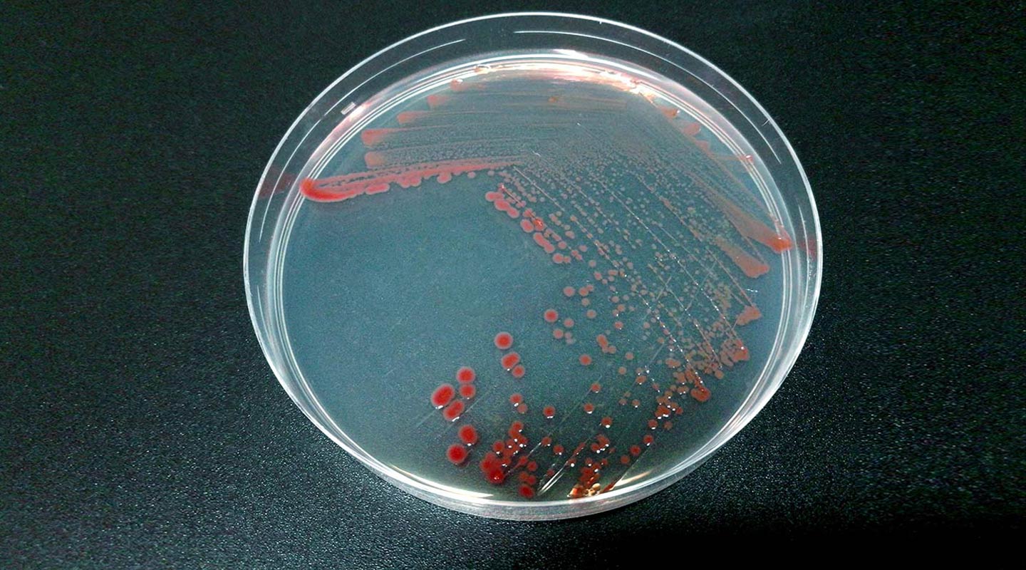 <em>Roseobacter </em> bacteria