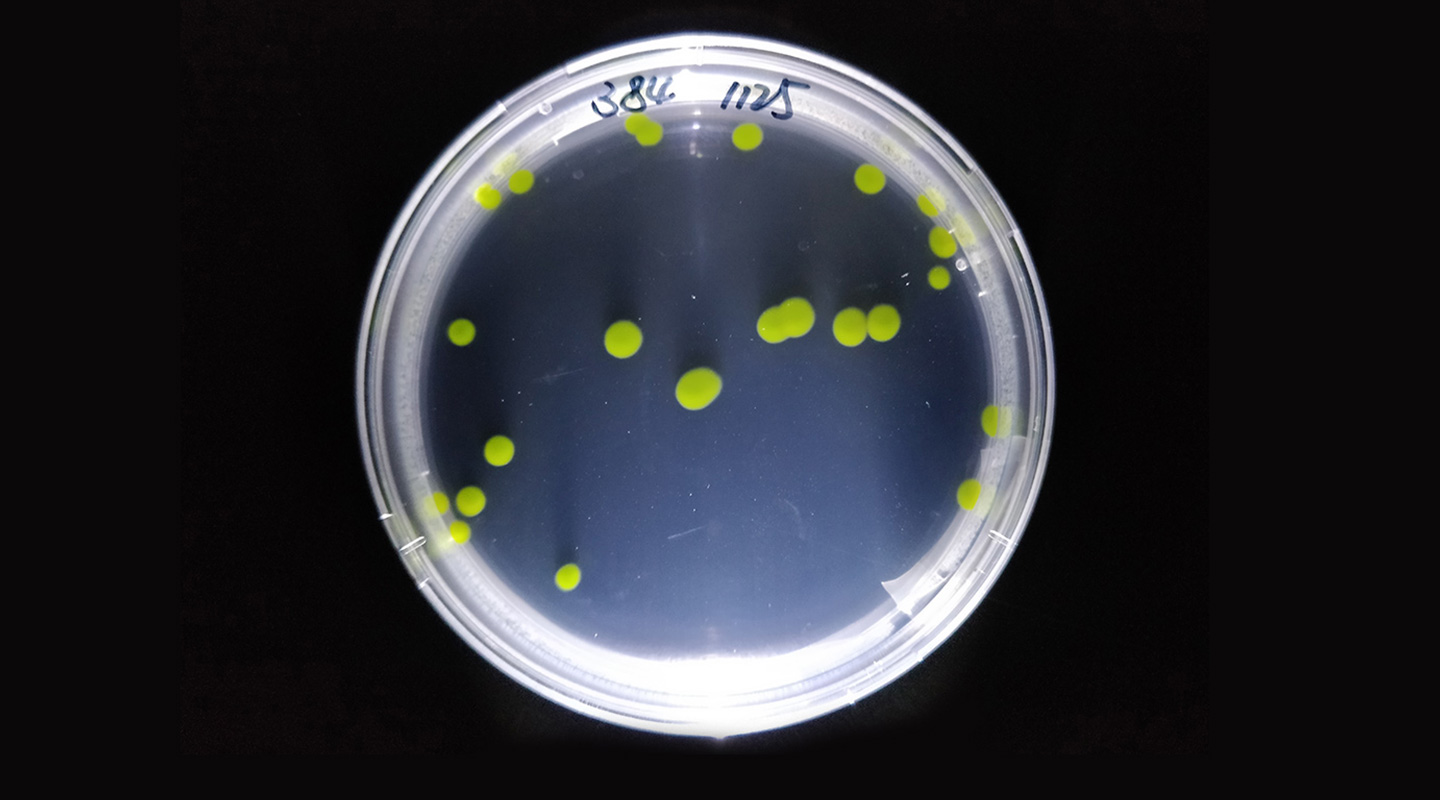 <em>Prochlorococcus</em>