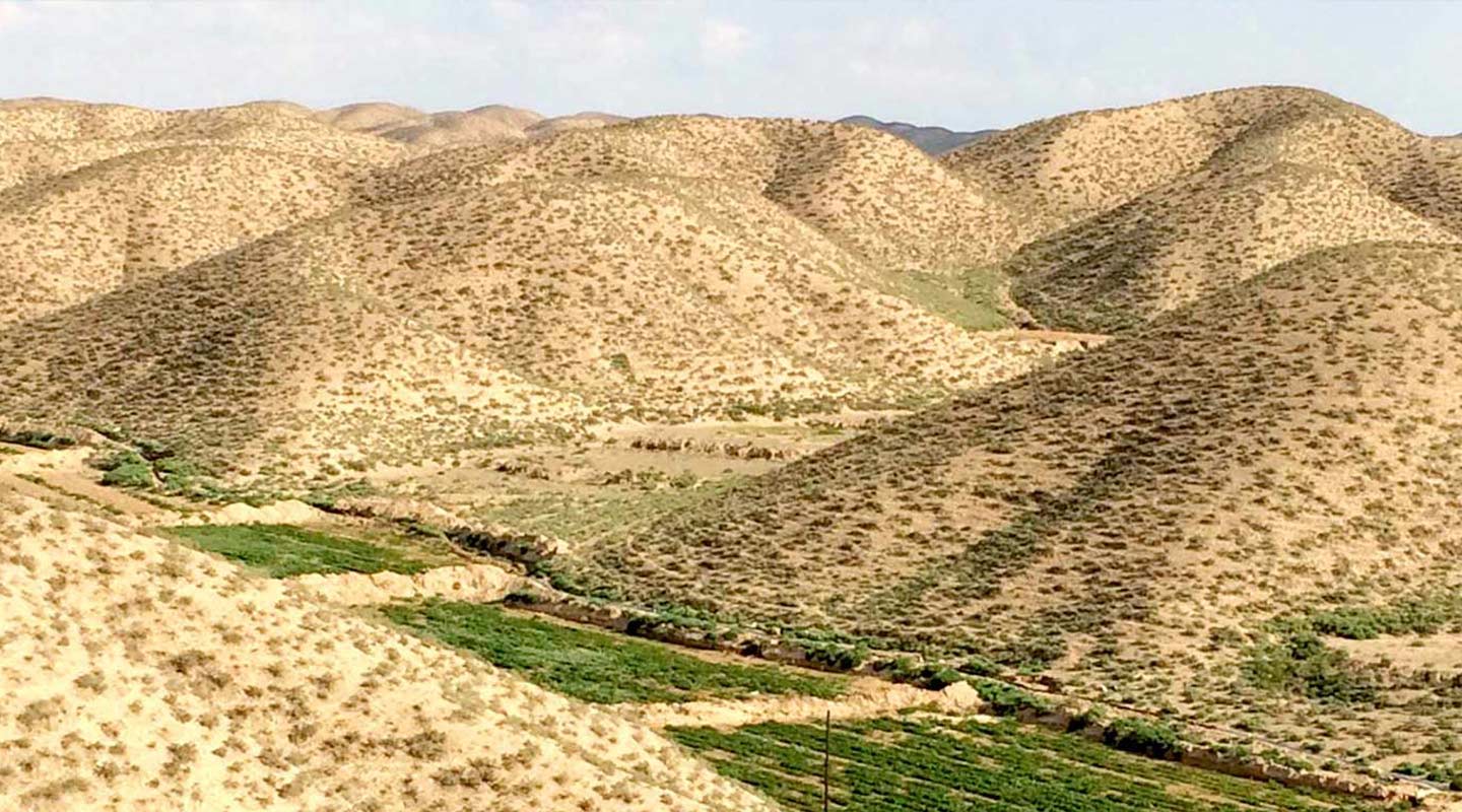 培植耐逆大豆能改善可耕地土質