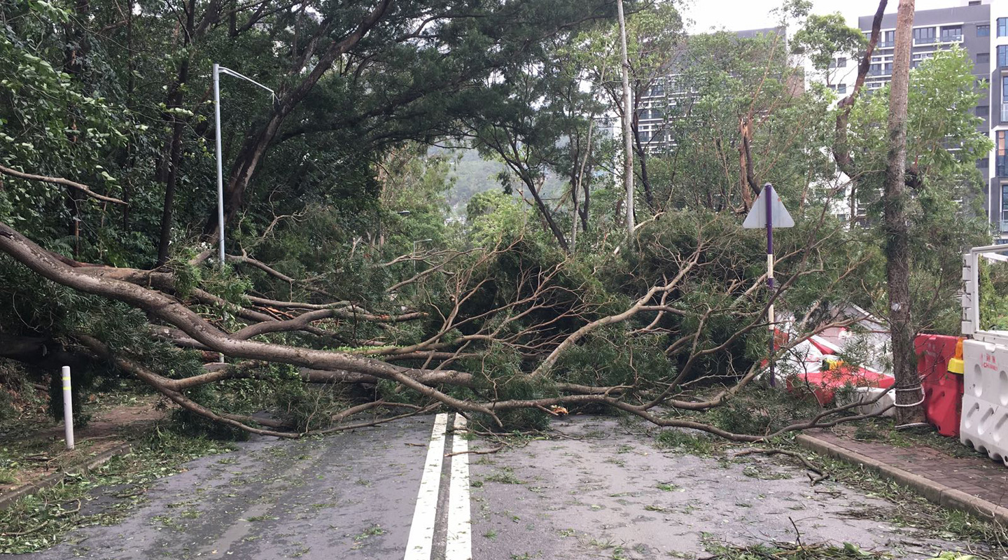 吹斷的樹幹堵塞主要道路