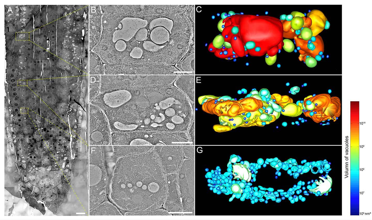 液泡起源模型的全細胞斷層掃描 <em>(Cui Y et al., (2018 ))</em>