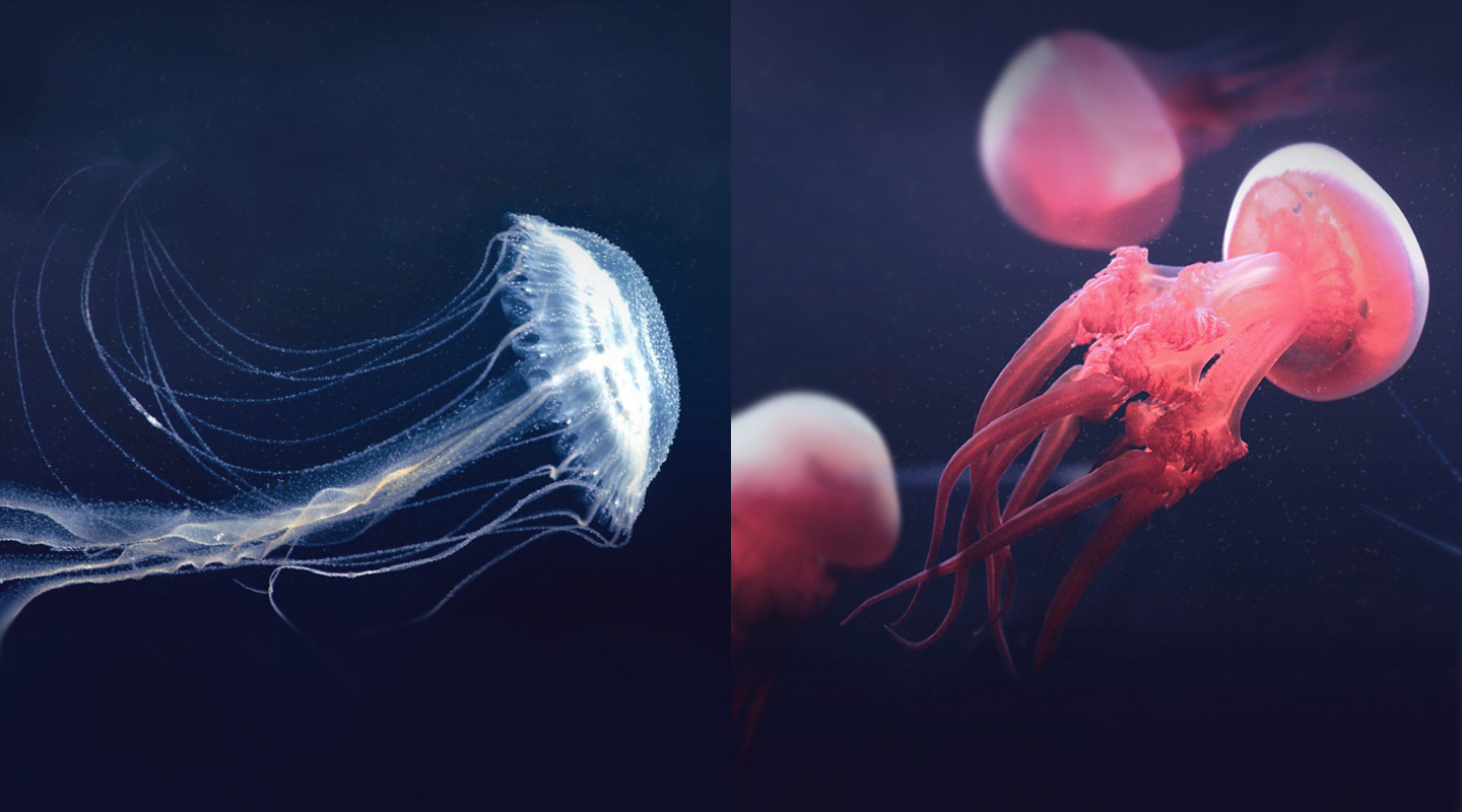 The Amuska jellyfish (left) and the flame jellyfish (right)