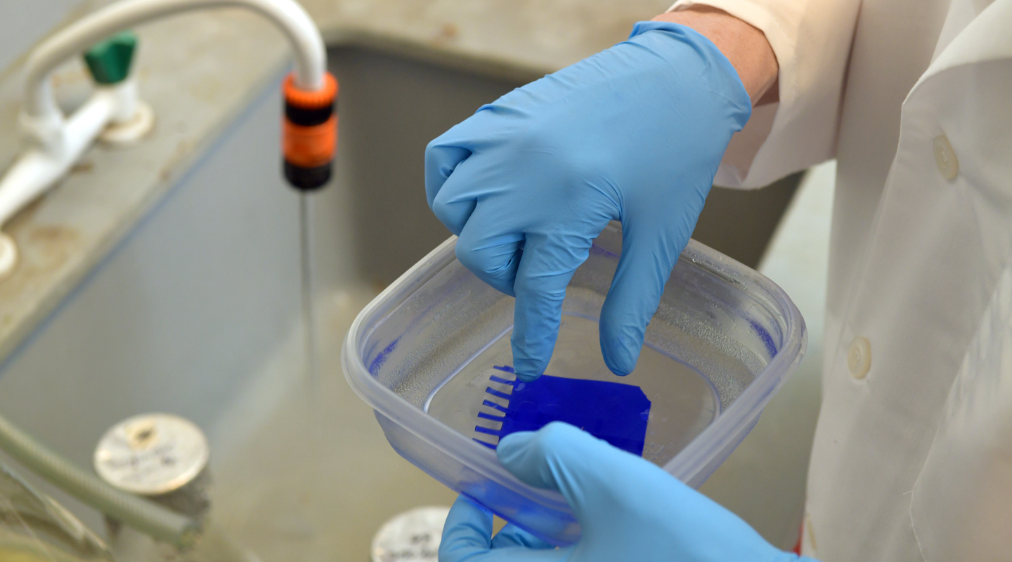 染上G250考馬斯亮藍的蛋白矩陣。原來暗紅色的染料，在酸性液體中遇上蛋白質會與之結合，變成藍色