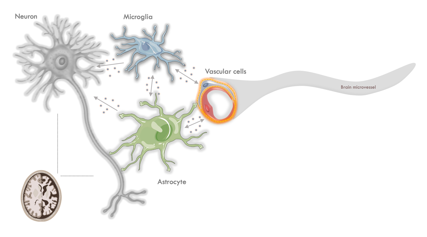 According to Professor Ko, astrocytes may change in a way that damages neurons and brain cells, resulting in aged-related deterioration