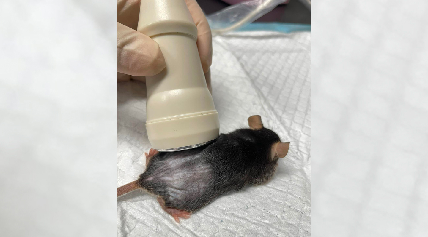 在小鼠身上實驗抗癌基因治療<em>（受訪者提供）</em>
