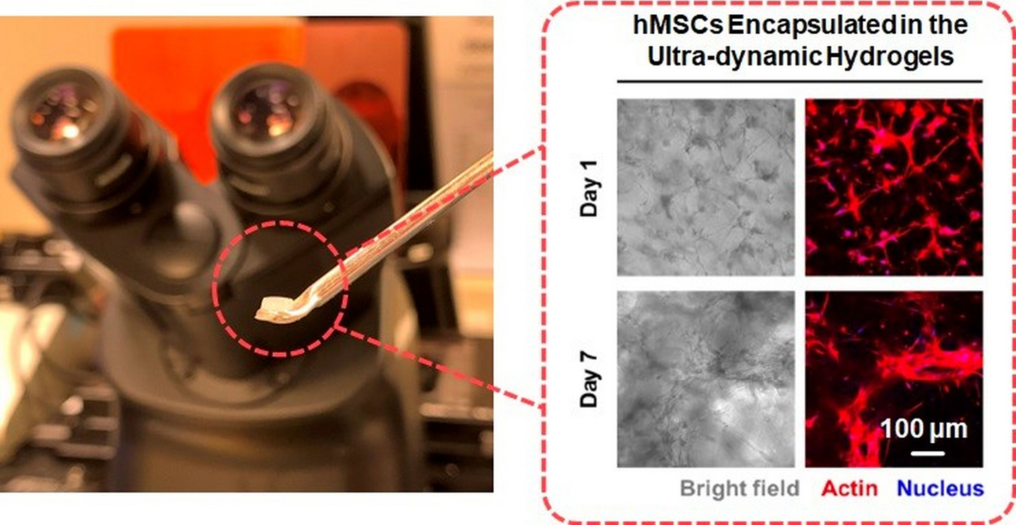 The super dynamic cross-linked hydrogels can promote the differentiation of human bone marrow mesenchyme stem cells