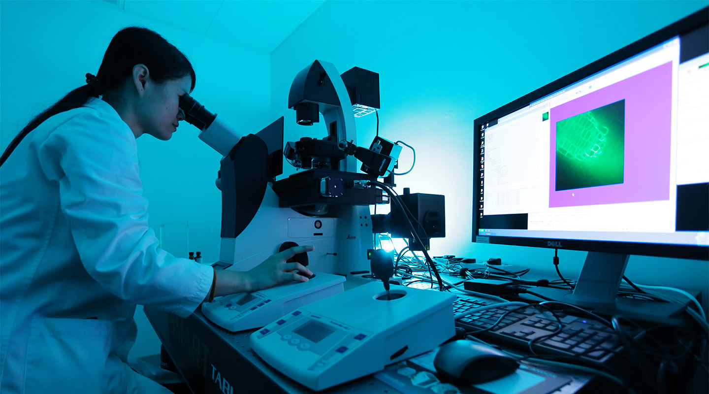 Researcher viewing plant cell action through a spinning disk confocal microscope<br>
<em>(Photo by Keith Hiro)</em>