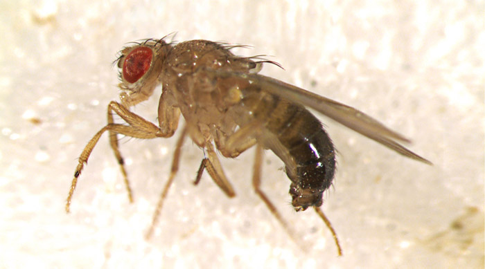 Professor Chan conducts research on the pathogenic pathways of SCAs using Drosophila