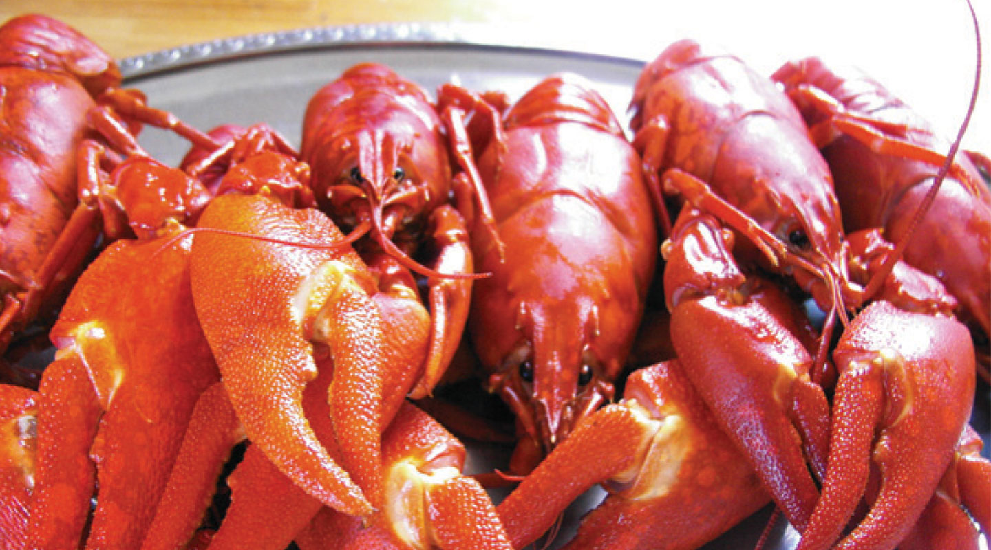From <em>Procambarus clarkii</em> in Louisiana to ‘Xuyi crayfish’