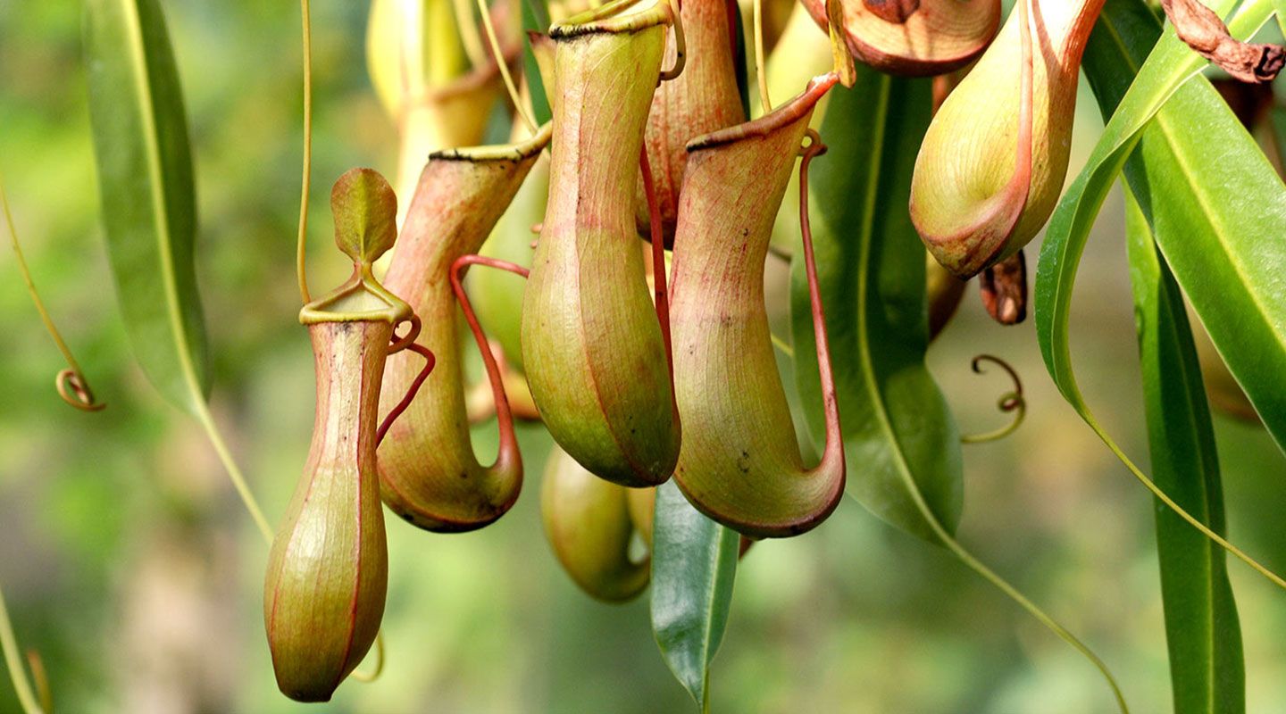 SLIPS coating is modelled after the carnivorous pitcher plant