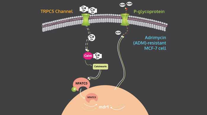 <strong>在發生抗藥性反應的癌細胞中，TRPC5對於形成排藥泵（P-糖蛋白）的作用。</strong><br>
Ca<sup>2+</sup>通過TRPC5通道進入，刺激抗藥性乳癌細胞中過度產生P-糖蛋白。抑制TRPC5可以解除抗藥性。


