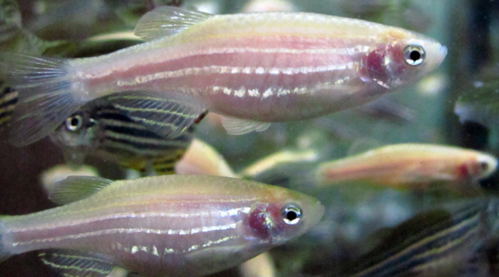 斑馬魚是一種體積小的魚種，繁殖速度異常快。
