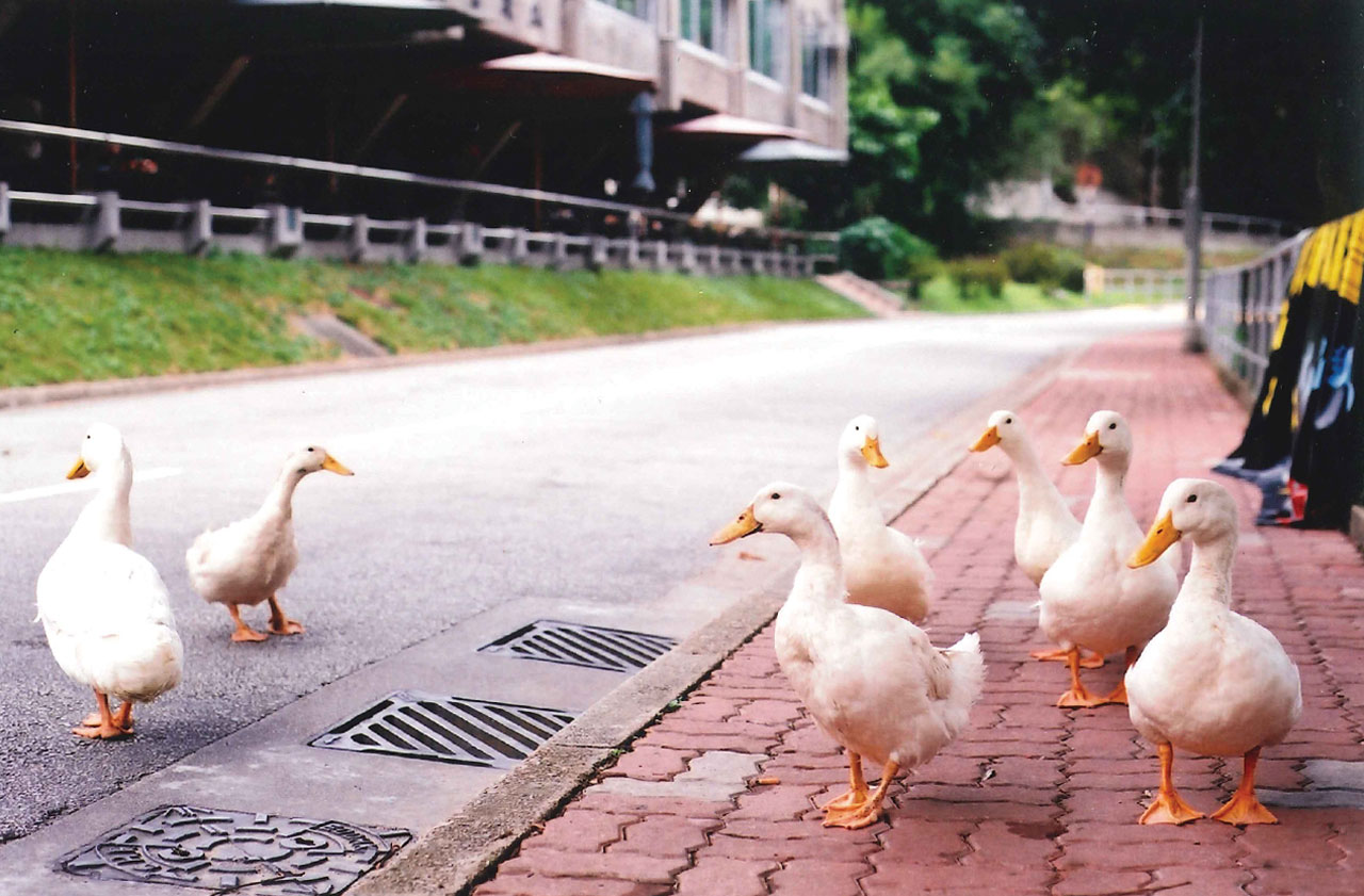 The Fourth Decade | CUHK: Five Decades in Pictures